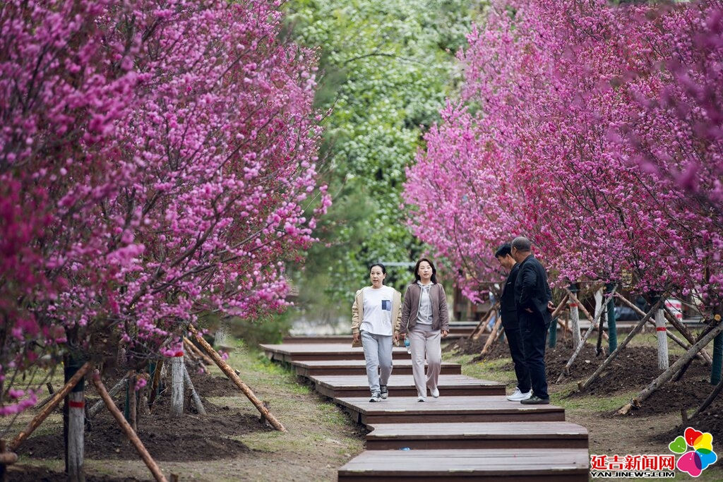 圖看延吉｜延吉公園梅花盛開 市民踏春賞梅