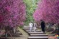 圖看延吉｜延吉公園梅花盛開 市民踏春賞梅